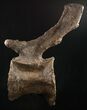 Diplodocus Caudal (Tail) Vertebra - Dana Quarry #10143-1